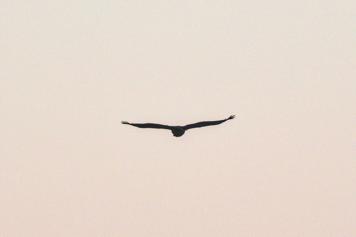 Swainson's Hawk - ML380900771