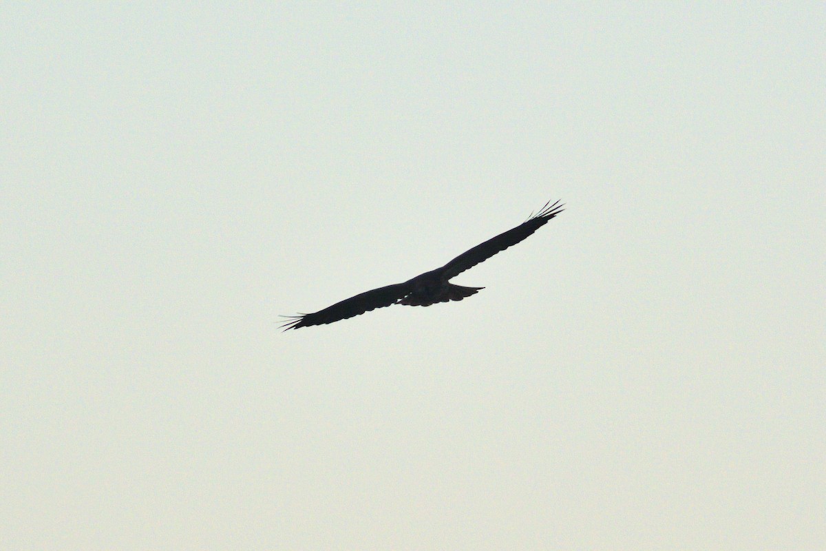 Swainson's Hawk - ML380900781