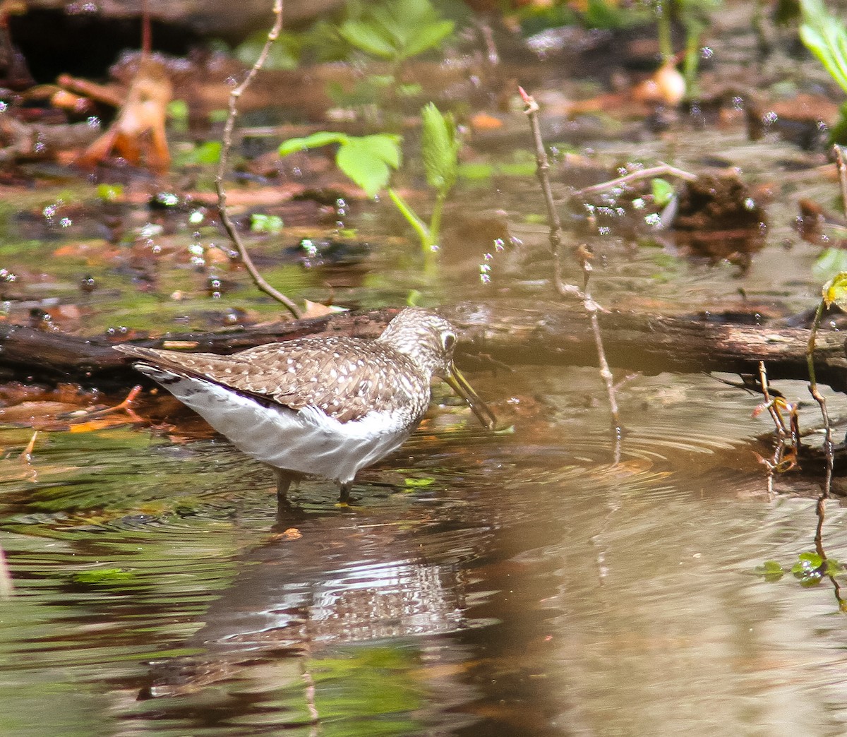 Solitary Sandpiper - ML380900981