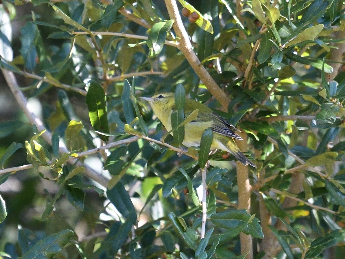 lesňáček olivový - ML380904781