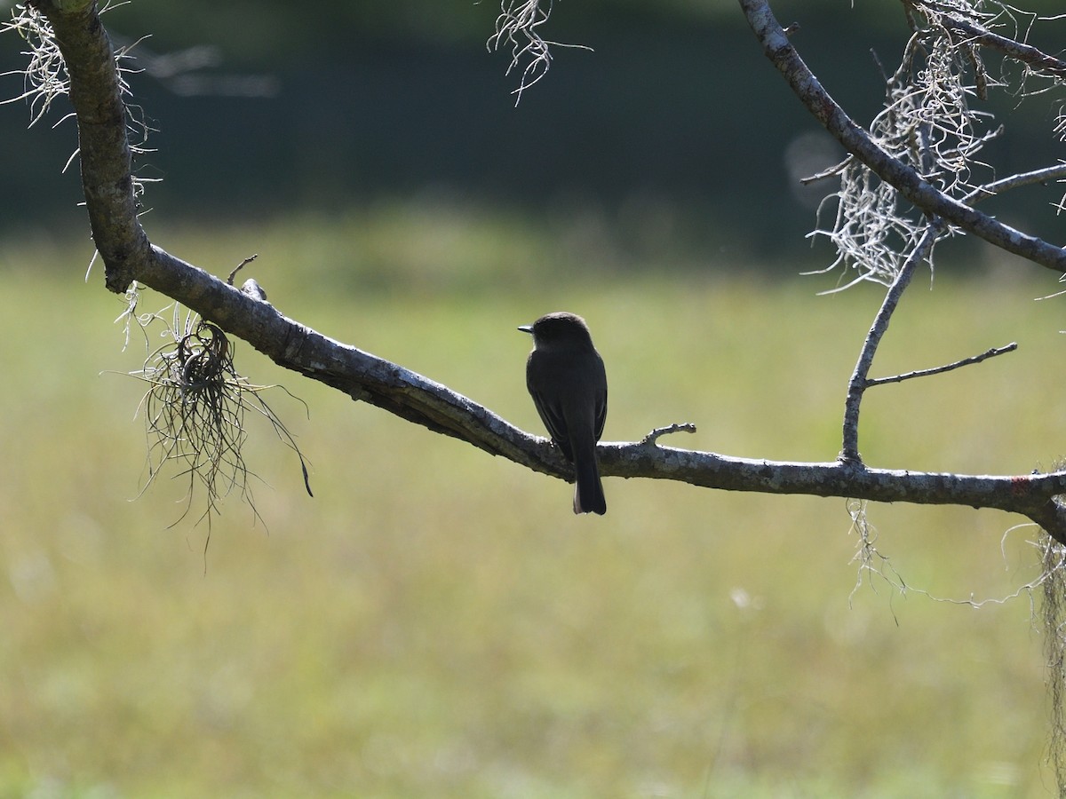 Eastern Phoebe - ML380904851