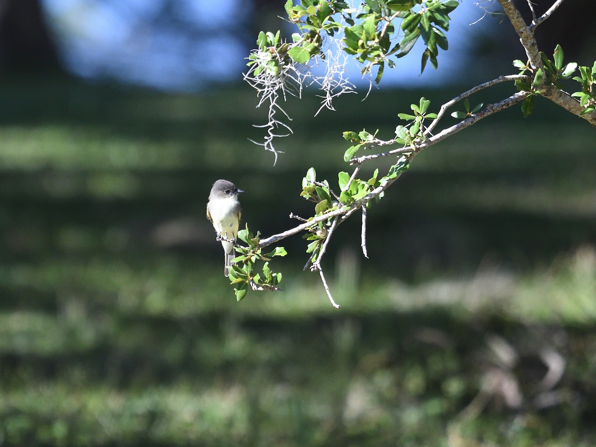 Eastern Phoebe - ML380904891