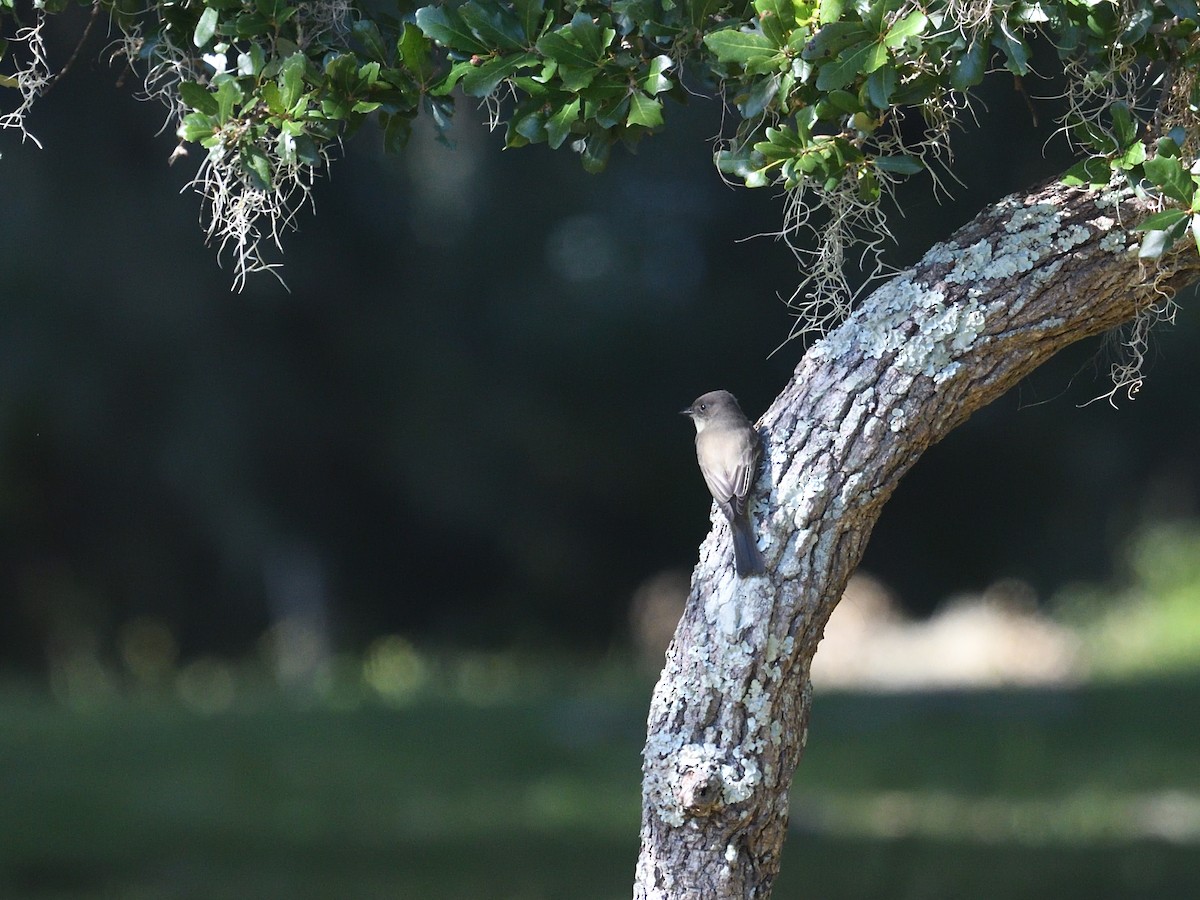 Eastern Phoebe - ML380904921