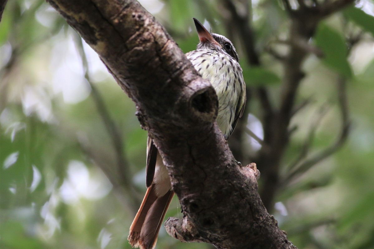 Sulphur-bellied Flycatcher - ML380904931