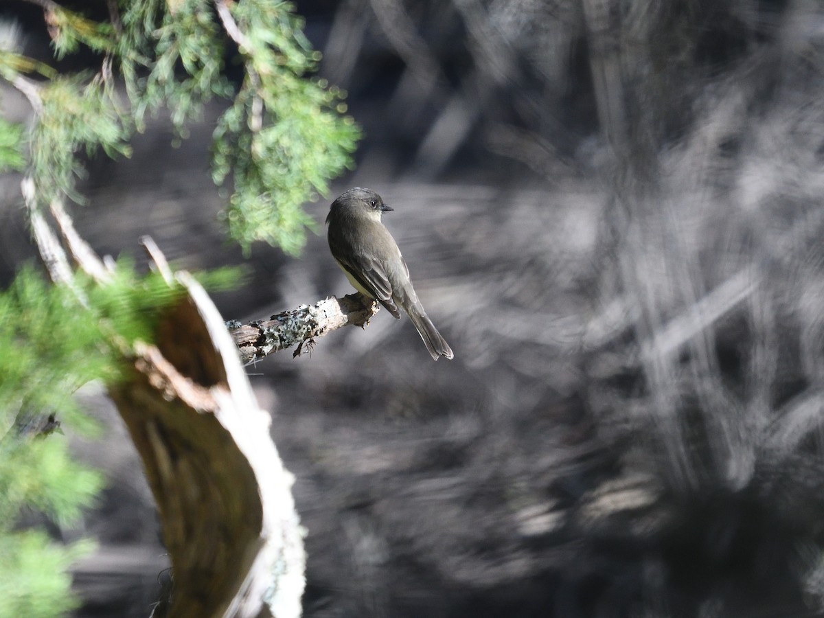 Eastern Phoebe - Shane Carroll