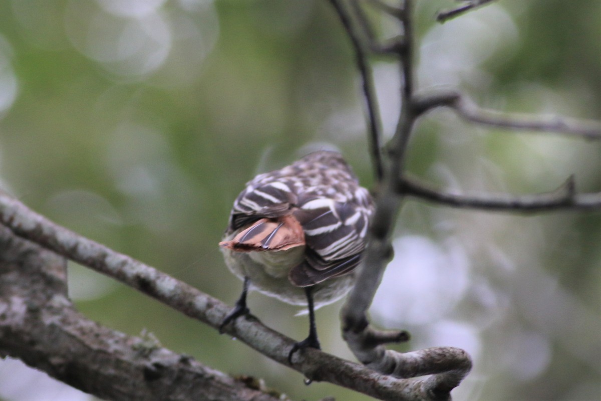 Sulphur-bellied Flycatcher - Wyatt Egelhoff