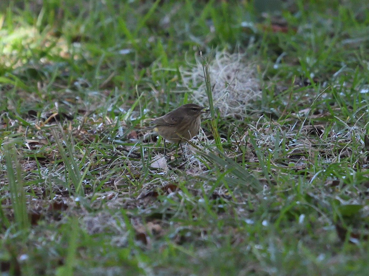 Palm Warbler - ML380905071