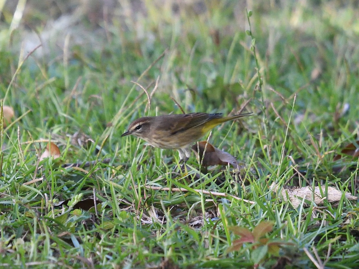 Palm Warbler - ML380905111