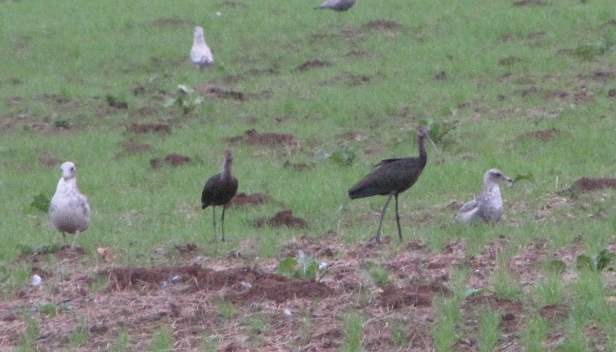 White-faced Ibis - Jack Hurt