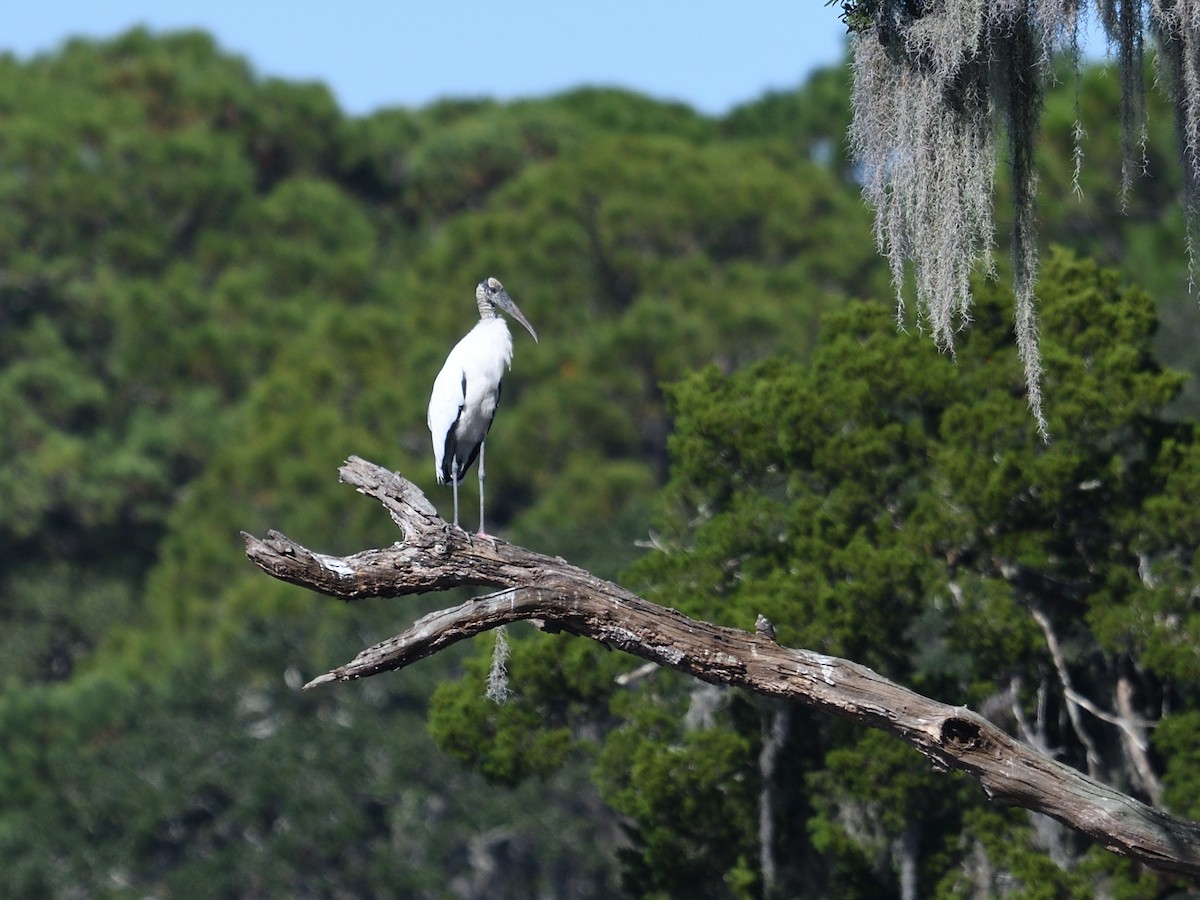 Wood Stork - ML380905221