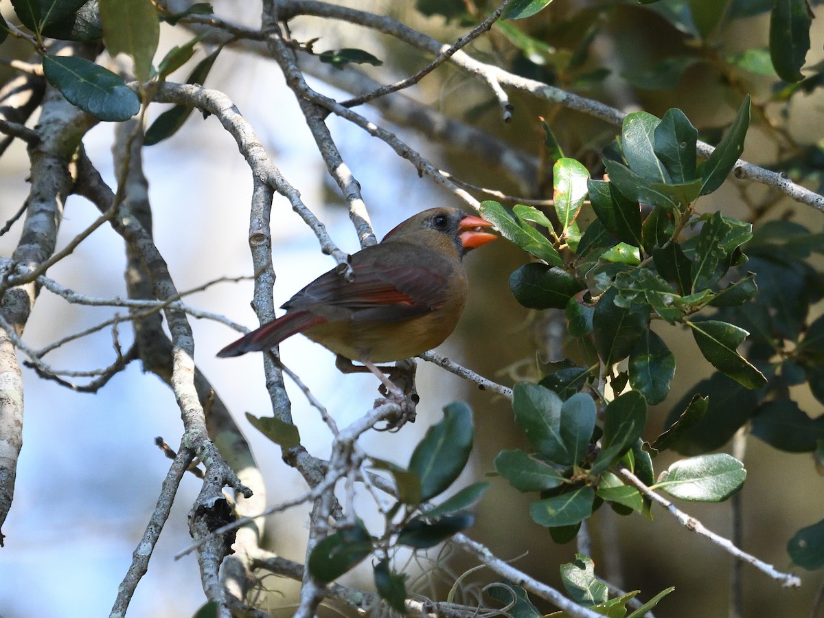 Cardinal rouge - ML380905361