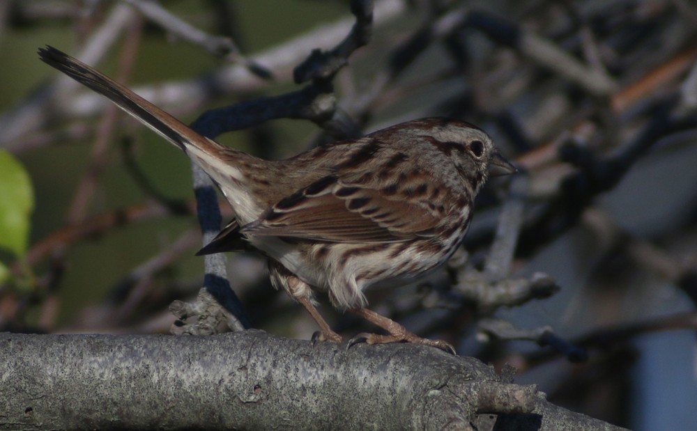 Song Sparrow - ML38090611