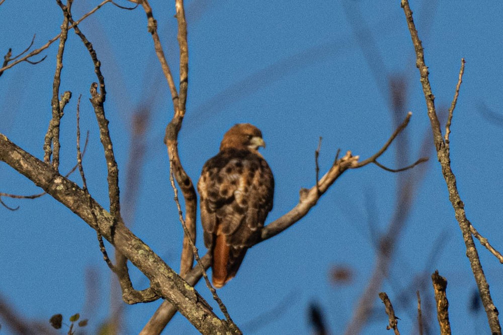Red-tailed Hawk - ML380906111