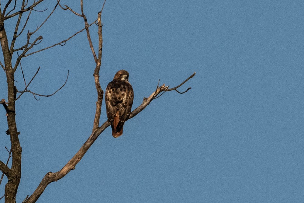 Red-tailed Hawk - ML380906121