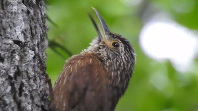 Planalto Woodcreeper - ML380906181