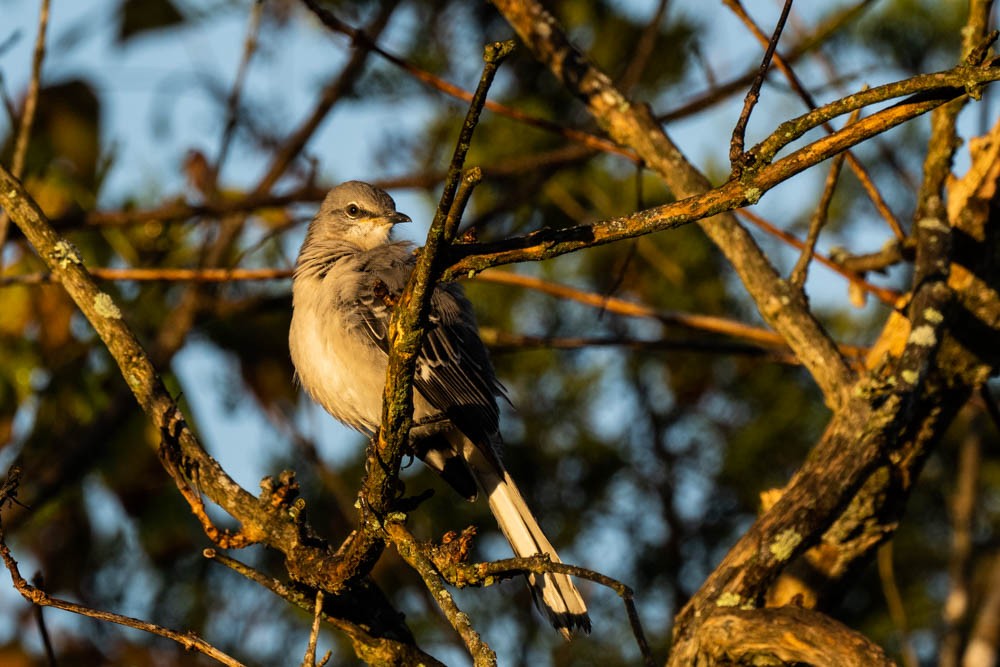 Northern Mockingbird - ML380906301