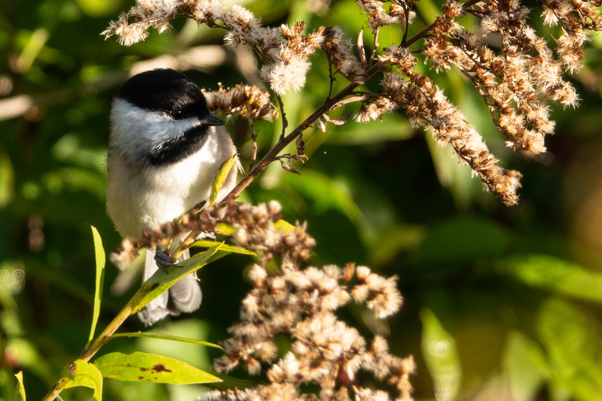 Carolina Chickadee - ML380906401