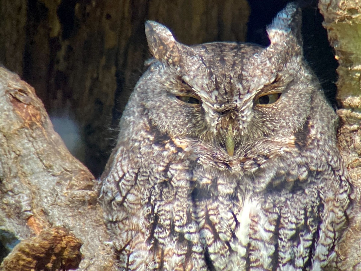 Eastern Screech-Owl - ML380907001