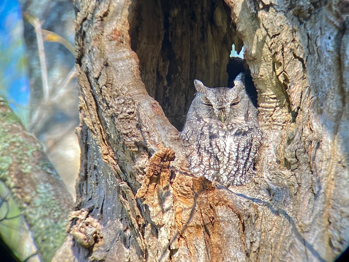 Eastern Screech-Owl - ML380907021