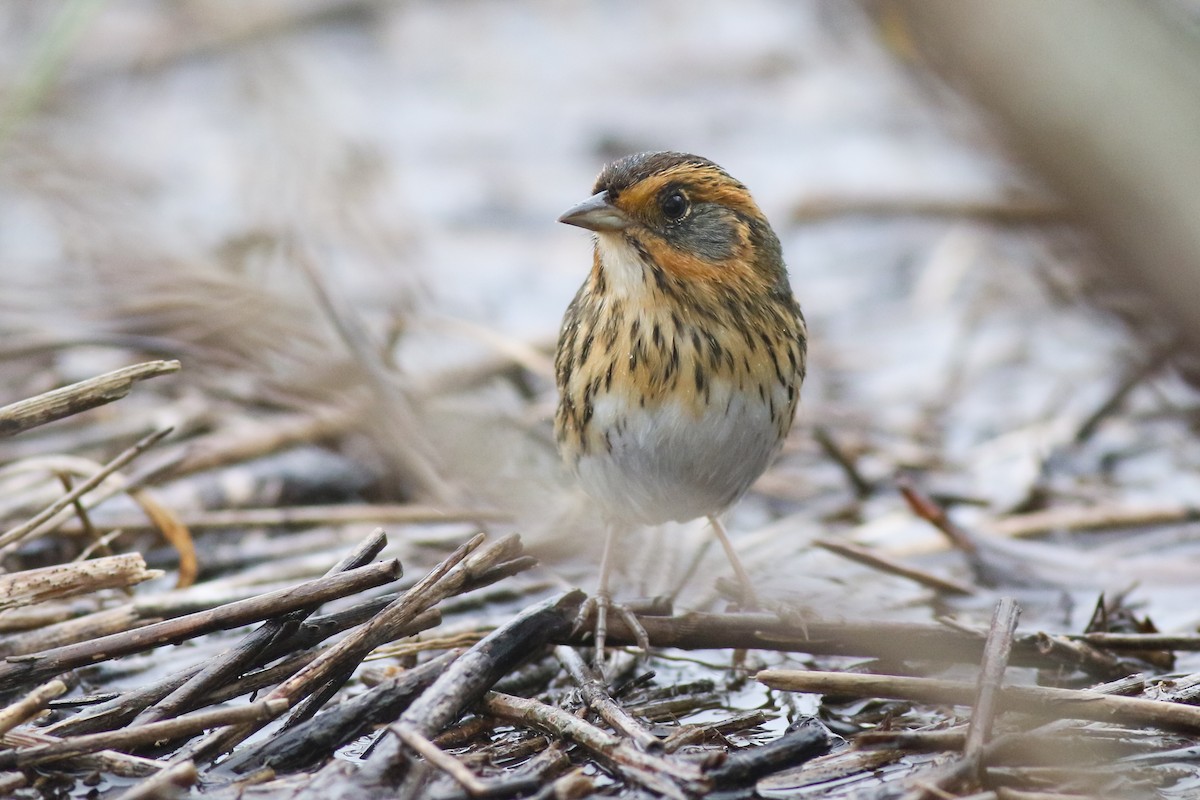 Saltmarsh Sparrow - ML380907101