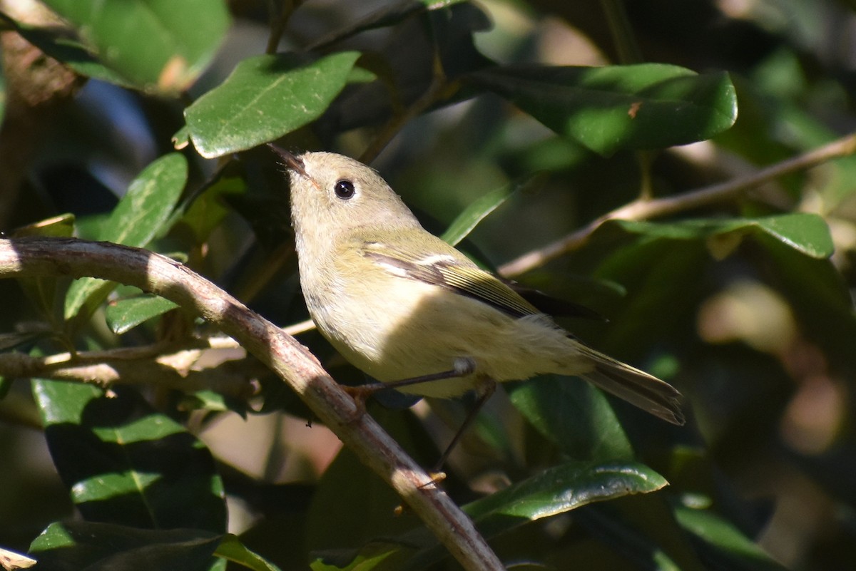 Ruby-crowned Kinglet - Claire H