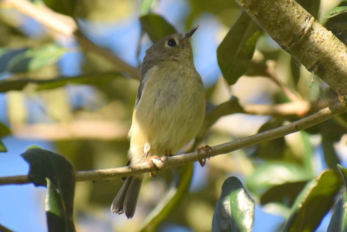 Ruby-crowned Kinglet - Claire H