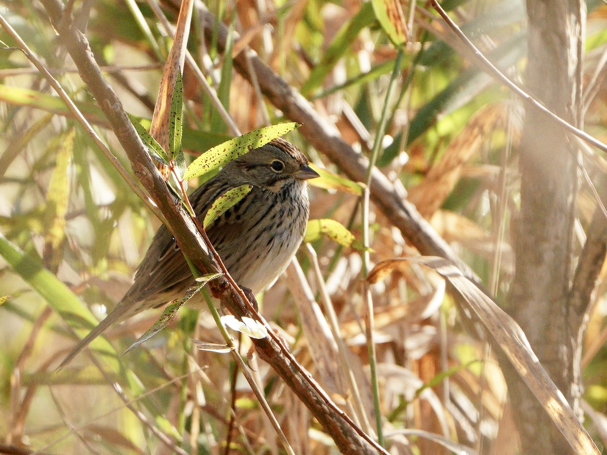 Lincoln's Sparrow - Lee Funderburg