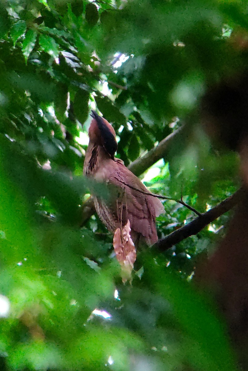 Malayan Night Heron - ML380913191