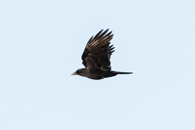 American Crow - ML380913601