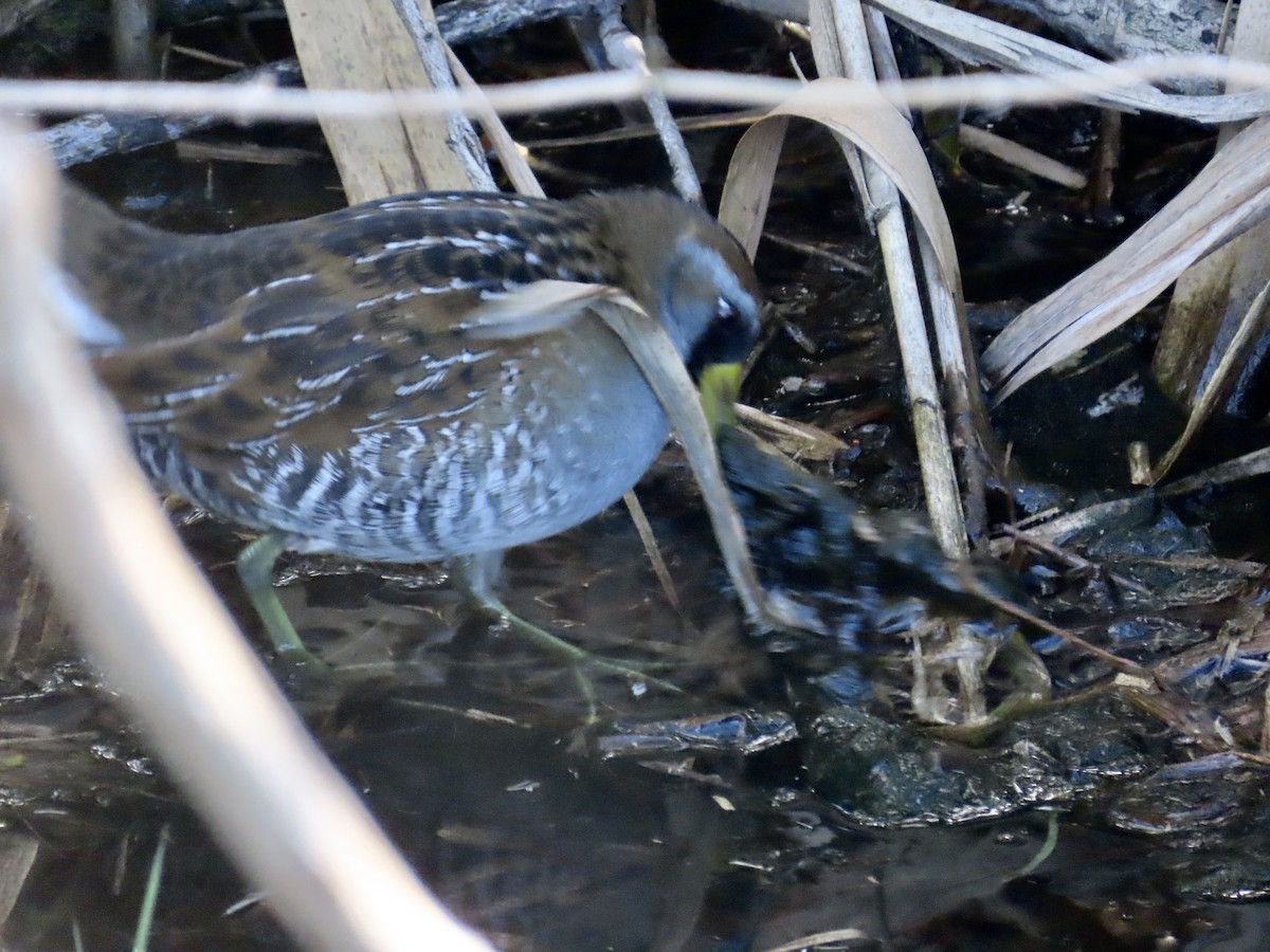 Polluela Sora - ML380914081