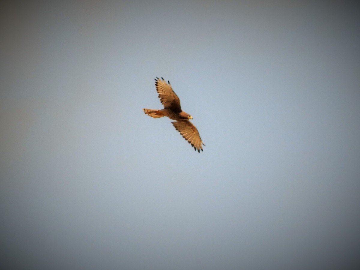 White-eyed Buzzard - ML380916661