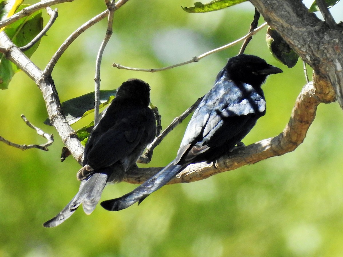 svartdrongo - ML380917031