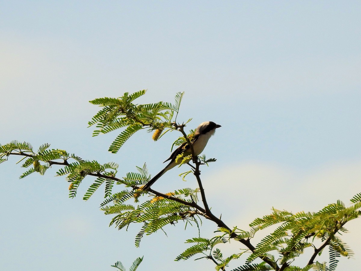 Bay-backed Shrike - ML380917091