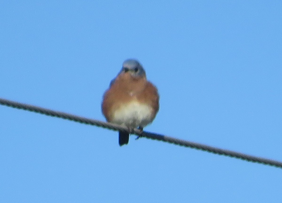 Восточная сиалия - ML380917141