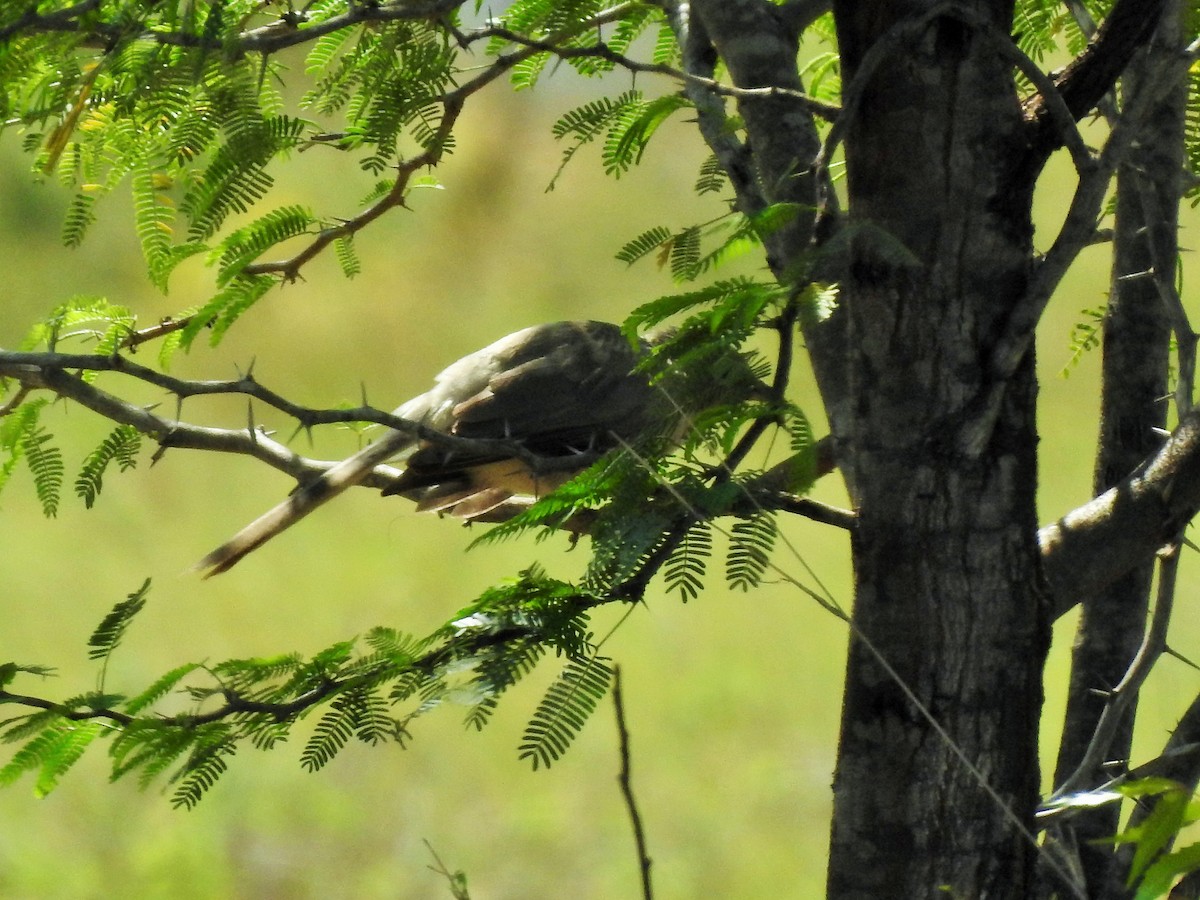 Large Gray Babbler - Arulvelan Thillainayagam