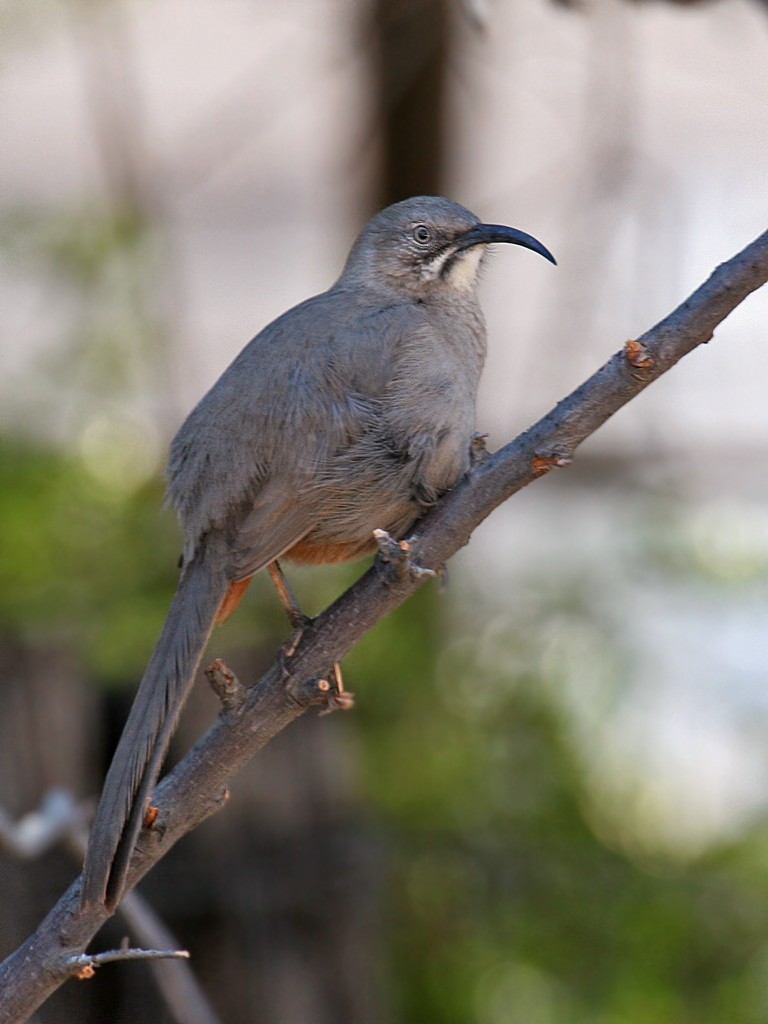 Crissal Thrasher - ML38091841