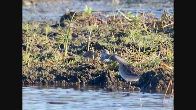 Long-billed Dowitcher - ML380919421