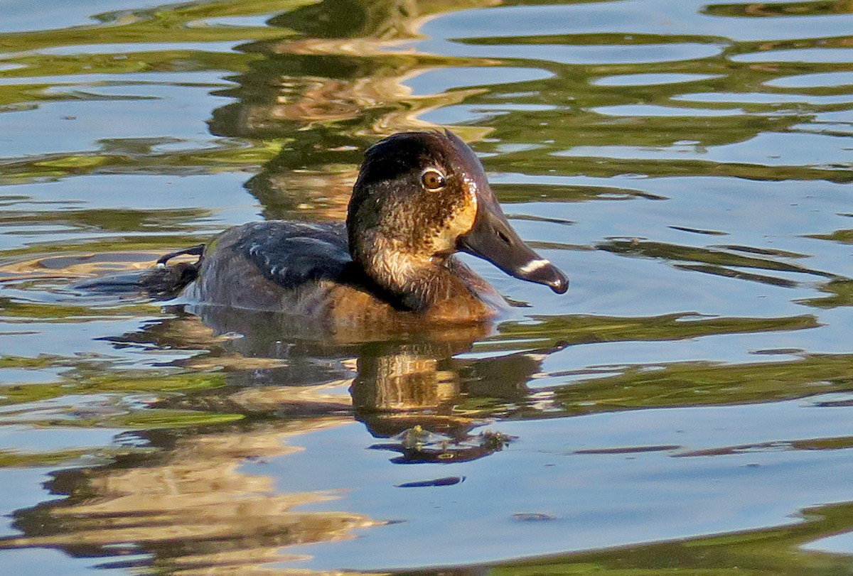 Ring-necked Duck - Juan Pérez