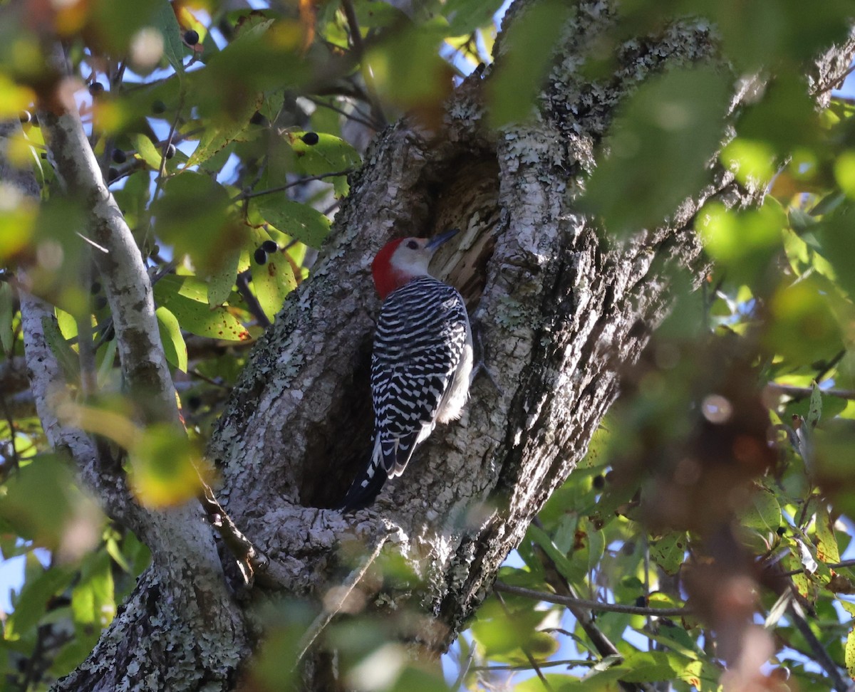 Red-bellied Woodpecker - Amy Padgett
