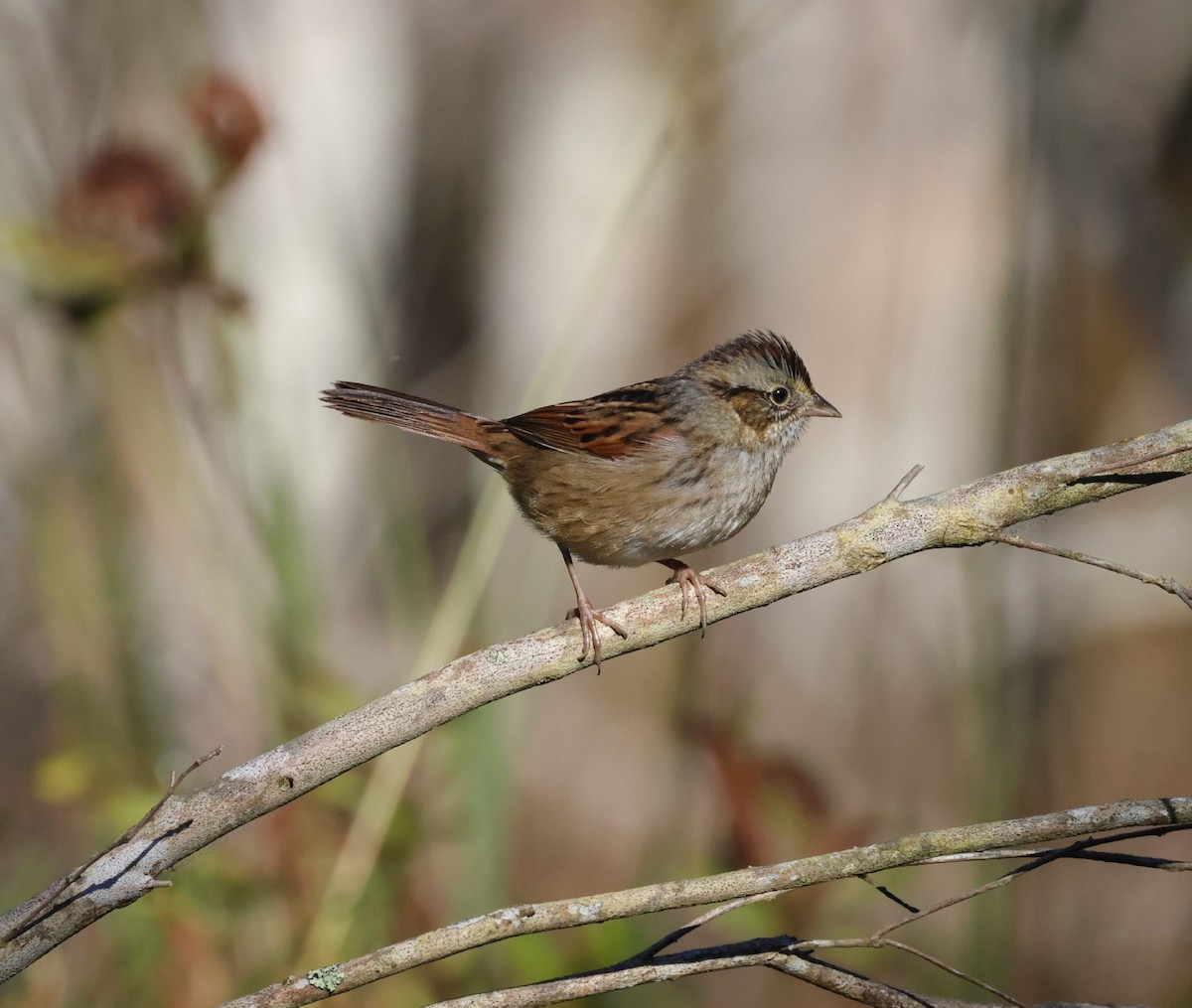 Swamp Sparrow - Amy Padgett