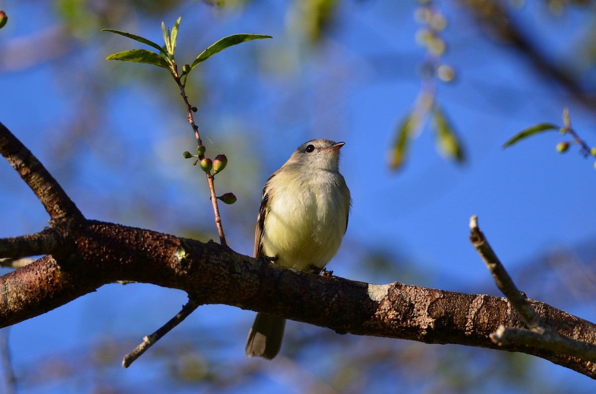 Southern Mouse-colored Tyrannulet - ML380921731