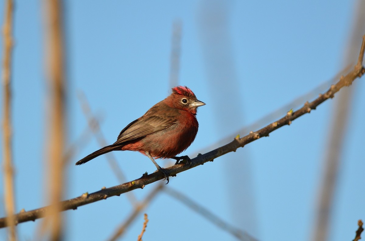 Red-crested Finch - ML380921811