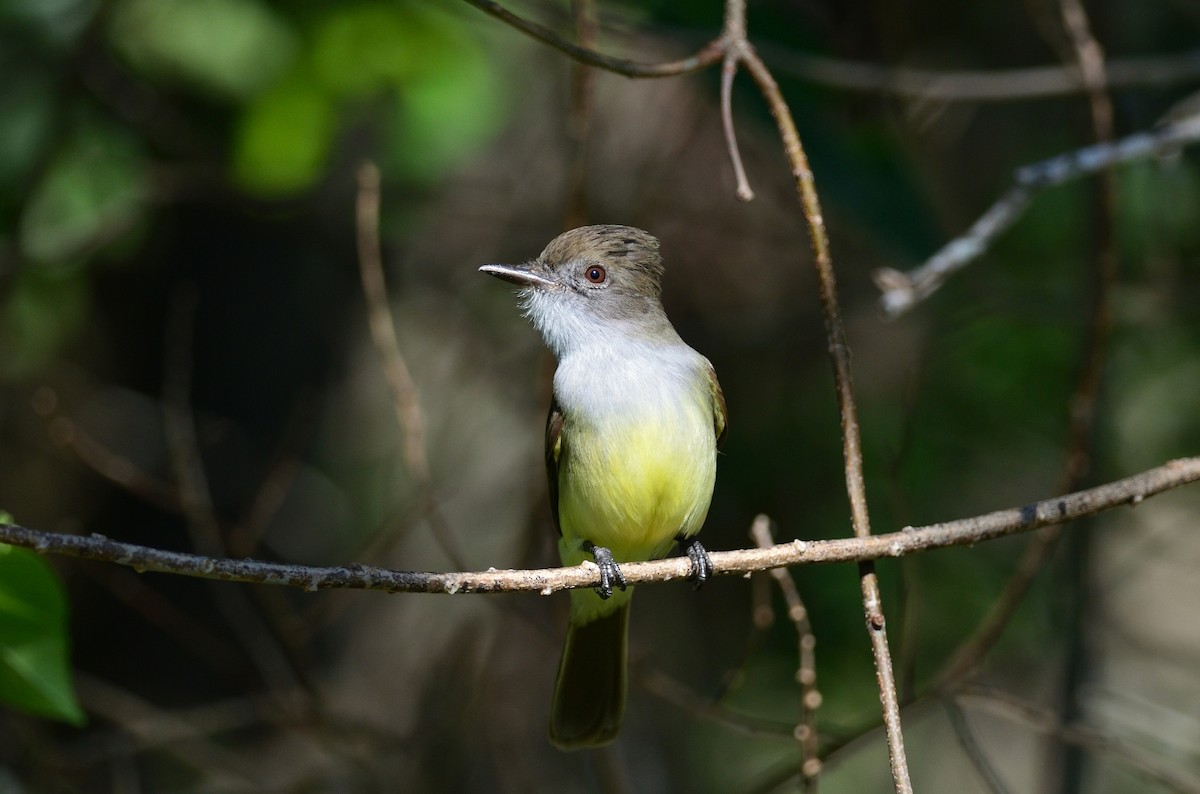 Short-crested Flycatcher - ML380921901