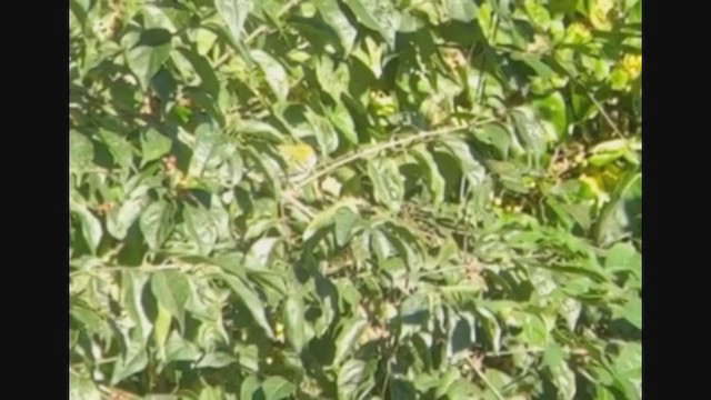 Chestnut-sided Warbler - ML380922061