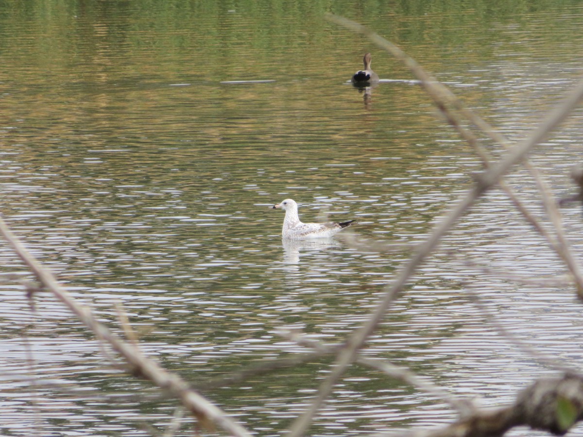 California Gull - ML380922571