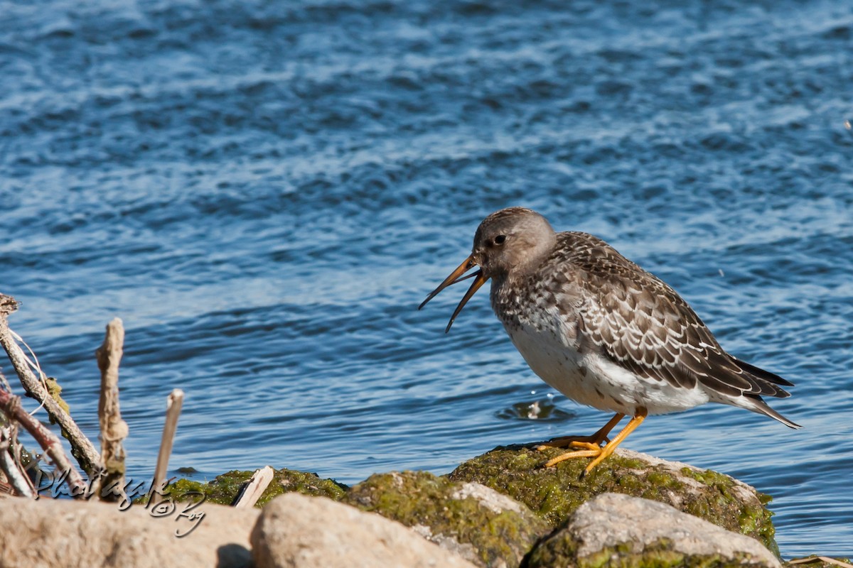 Purple Sandpiper - ML38092331