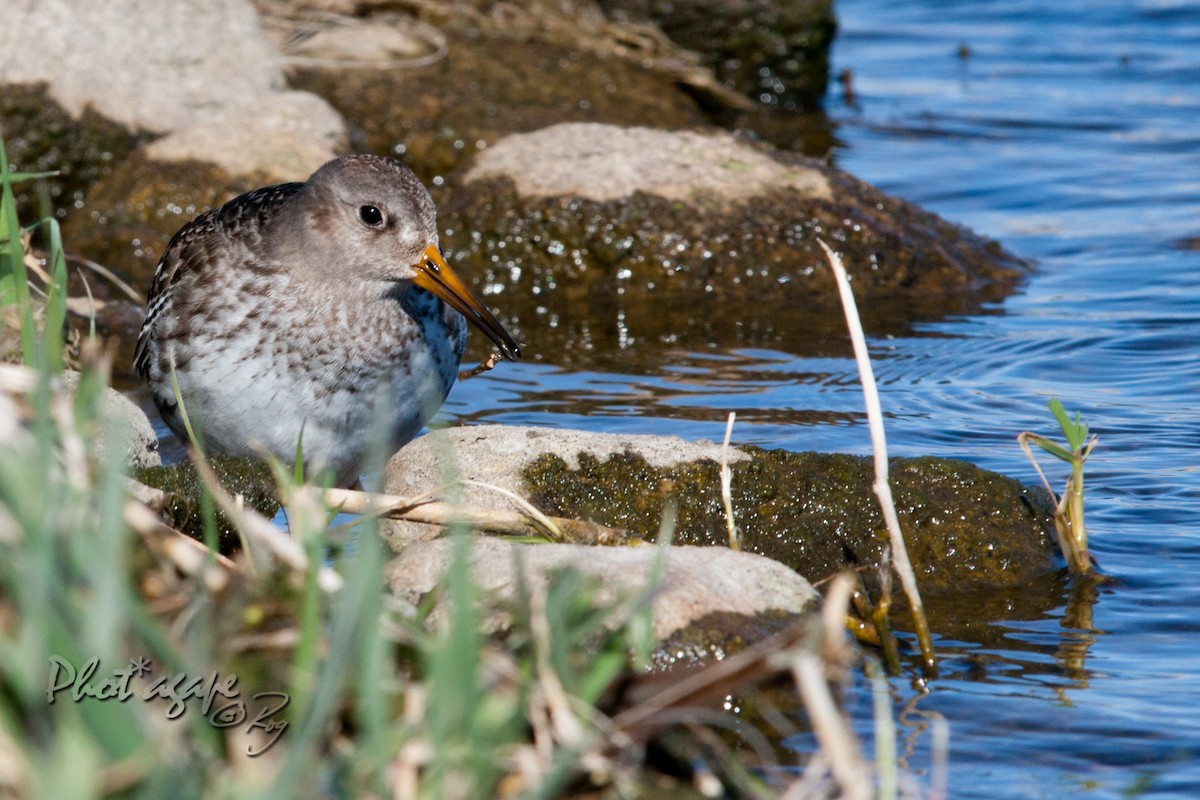 Purple Sandpiper - ML38092341