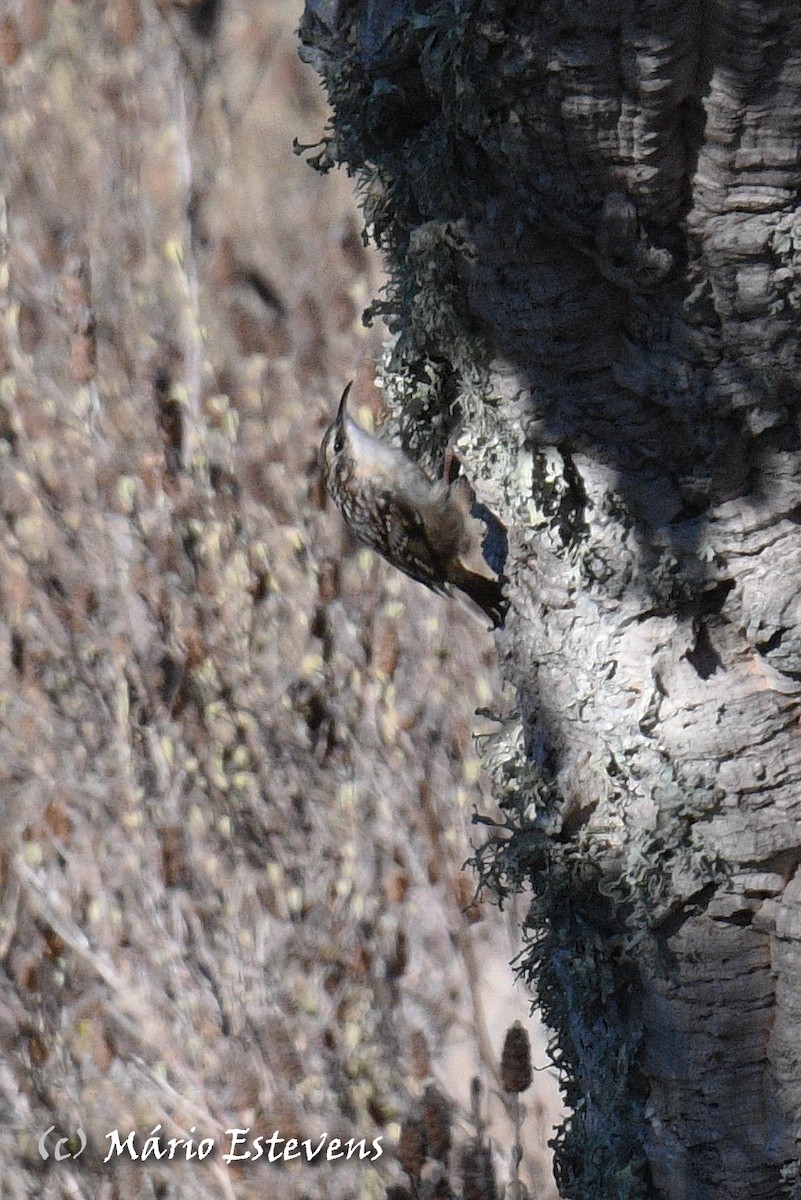 Short-toed Treecreeper - ML380924601