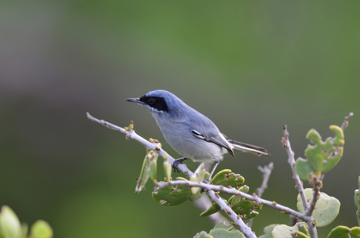 Masked Gnatcatcher - ML380925741