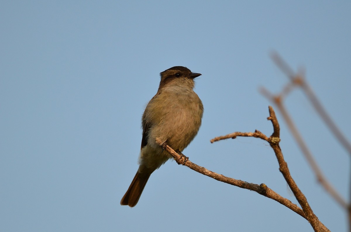 Crowned Slaty Flycatcher - ML380925771